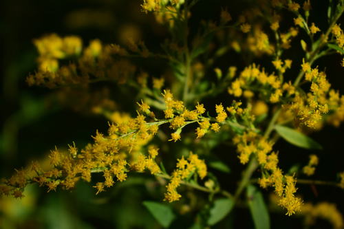 Kanadinė rykštenė