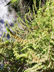 Ventiflora