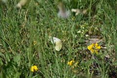 Colias phicomone