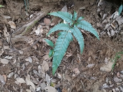 Arachniodes simplicior