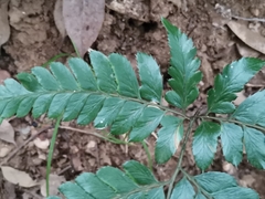 Arachniodes simplicior