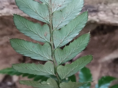 Arachniodes simplicior