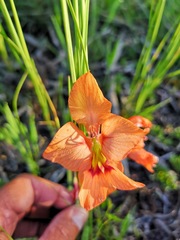 Gladiolus meliusculus