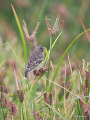 Crithagra atrogularis somereni