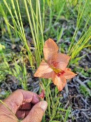 Gladiolus meliusculus