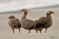 Chloephaga rubidiceps