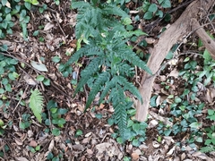 Arachniodes simplicior