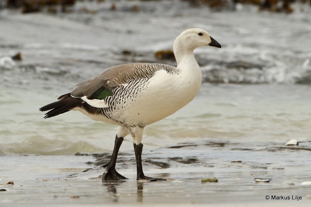 Upland Goose photo