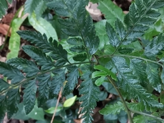 Arachniodes simplicior