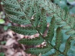 Arachniodes simplicior