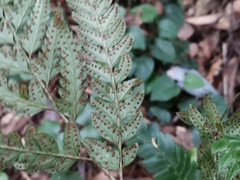 Arachniodes simplicior