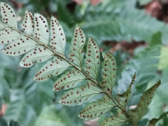 Arachniodes simplicior