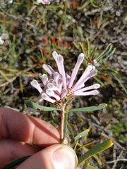 Petrophile linearis