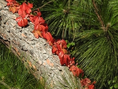 Parthenocissus quinquefolia