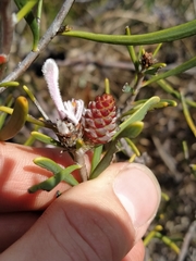 Petrophile linearis