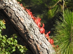 Parthenocissus quinquefolia