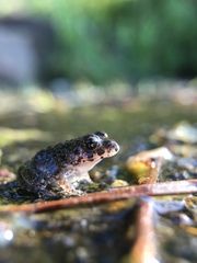 Fejervarya kawamurai