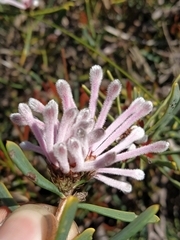 Petrophile linearis