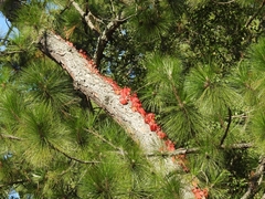 Parthenocissus quinquefolia