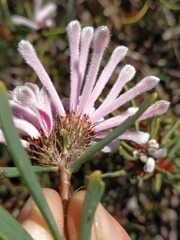 Petrophile linearis
