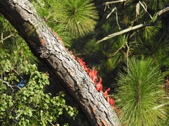 Parthenocissus quinquefolia