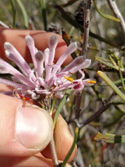 Petrophile linearis
