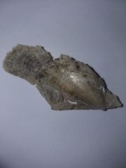 Pteria hirundo