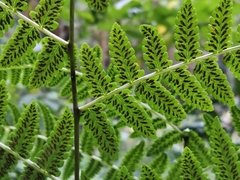 Diplazium hachijoense