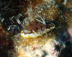 Halgerda tessellata