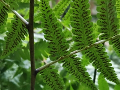 Diplazium hachijoense