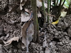 Diplazium hachijoense