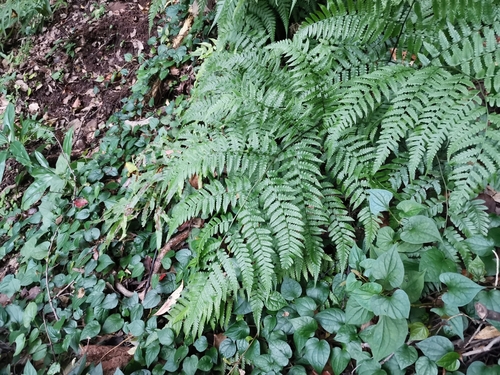 Diplazium hachijoense iNat (3)