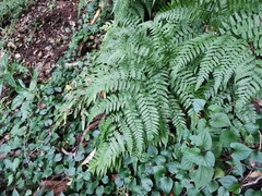 Diplazium hachijoense