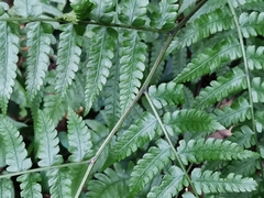 Diplazium hachijoense