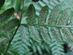 Diplazium hachijoense