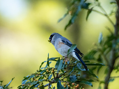 Pyrrhula owstoni