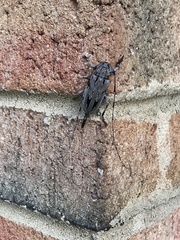 Acanthocinus nodosus