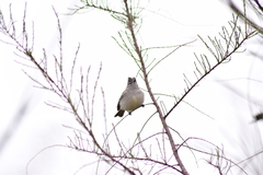 Serpophaga griseicapilla