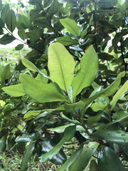 Myrsine cubana