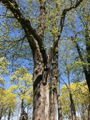 Angiospermae