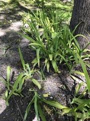 Angiospermae
