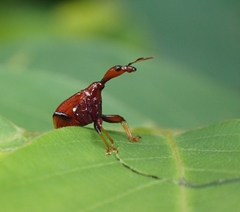 Paracycnotrachelus