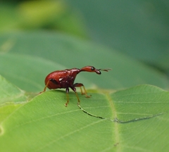 Paracycnotrachelus