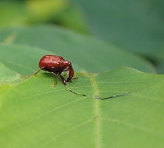 Paracycnotrachelus