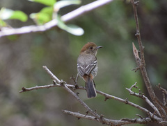 Knipolegus striaticeps