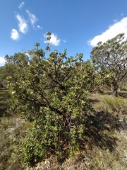 Banksia ilicifolia