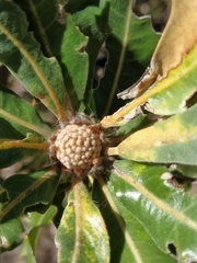 Banksia ilicifolia