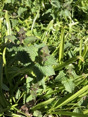Angiospermae