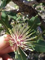 Banksia ilicifolia