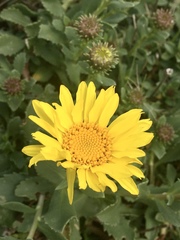 Grindelia orientalis